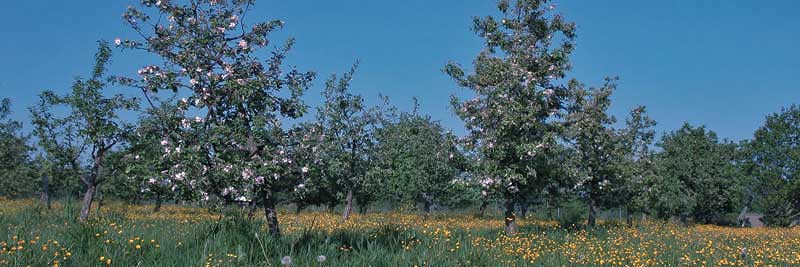 Zweinutzungshuhn Les Bleues Stephanskirchen