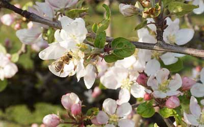 Bio Apfelplantage Schloßberg bei Rosenheim