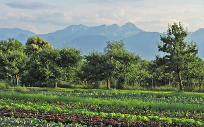 Bio-Gemuese-aus-Stephanskirchen-Rosenheim