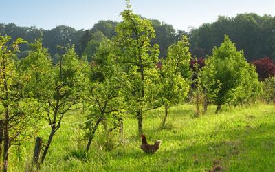 Bio Apfelplantage Schloßberg bei Rosenheim